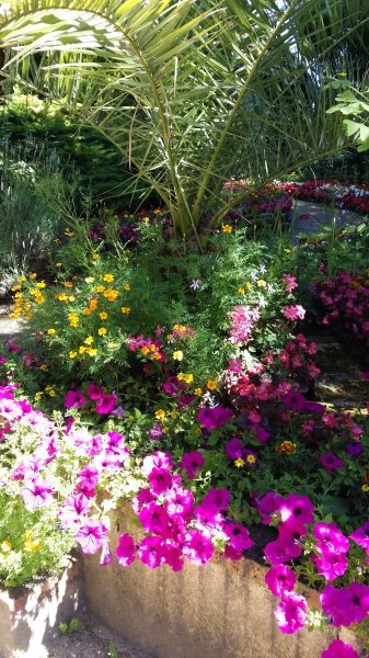 symphonie de couleur bis de mon jardin. Muriel Godet